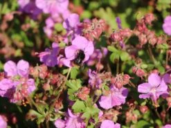 Cambridge-Storchschnabel 'Karmina' 17 Cambridge-Storchschnabel 'Karmina' -Günstiges Erd Seele Geschäft cambridge storchschnabel karmina m058559 w 6