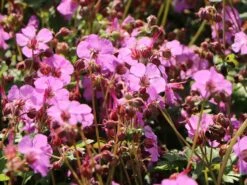 Cambridge-Storchschnabel 'Karmina' 19 Cambridge-Storchschnabel 'Karmina' -Günstiges Erd Seele Geschäft cambridge storchschnabel karmina m058559 w 7