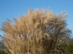 Chinaschilf 'Aperitif'