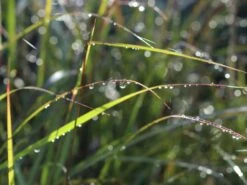 Chinaschilf 'Aperitif' -Günstiges Erd Seele Geschäft chinaschilf aperitif m082581 w 1