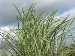 Chinaschilf 'Cabaret'