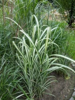 Chinaschilf 'Cabaret' -Günstiges Erd Seele Geschäft chinaschilf cabaret m061058 w 0