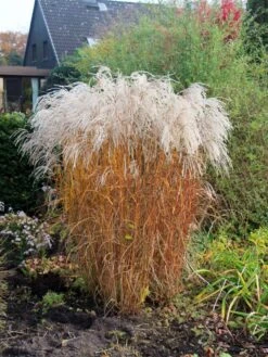 Chinaschilf 'Champagner' -Günstiges Erd Seele Geschäft chinaschilf champagner m080131 w 1