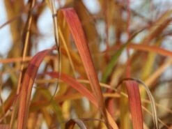 Chinaschilf 'David' -Günstiges Erd Seele Geschäft chinaschilf david m075932 w 0