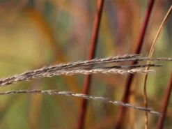 Chinaschilf 'David' -Günstiges Erd Seele Geschäft chinaschilf david m075932 w 1