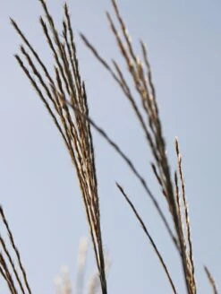 Chinaschilf 'David' -Günstiges Erd Seele Geschäft chinaschilf david m075932 w 2