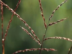 Chinaschilf 'David' -Günstiges Erd Seele Geschäft chinaschilf david m075932 w 4