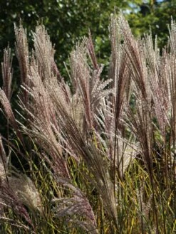 Chinaschilf 'Digestif' -Günstiges Erd Seele Geschäft chinaschilf digestif m059517 w 0