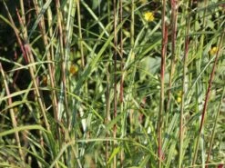 Chinaschilf 'Digestif' -Günstiges Erd Seele Geschäft chinaschilf digestif m059517 w 2