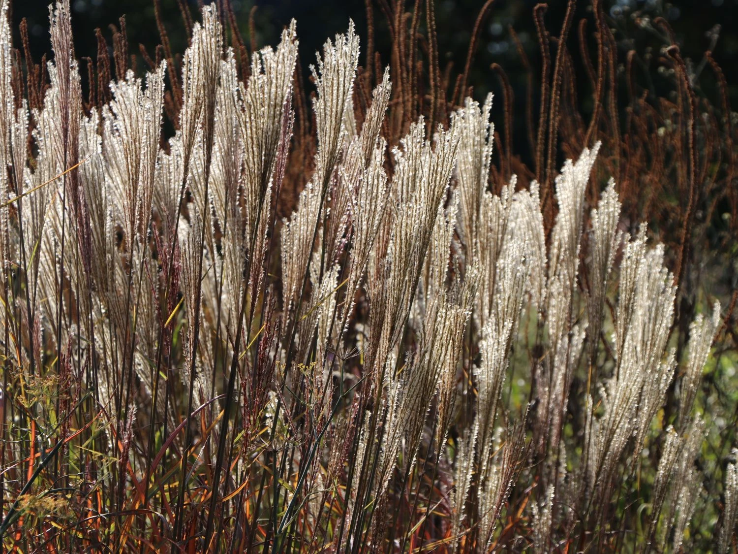 Chinaschilf 'Dronning Ingrid' 5 Chinaschilf 'Dronning Ingrid' – Bild 3