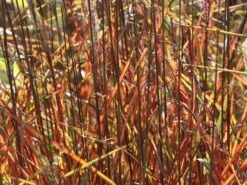 Chinaschilf 'Dronning Ingrid' 13 Chinaschilf 'Dronning Ingrid' -Günstiges Erd Seele Geschäft chinaschilf dronning ingrid m059521 w 1