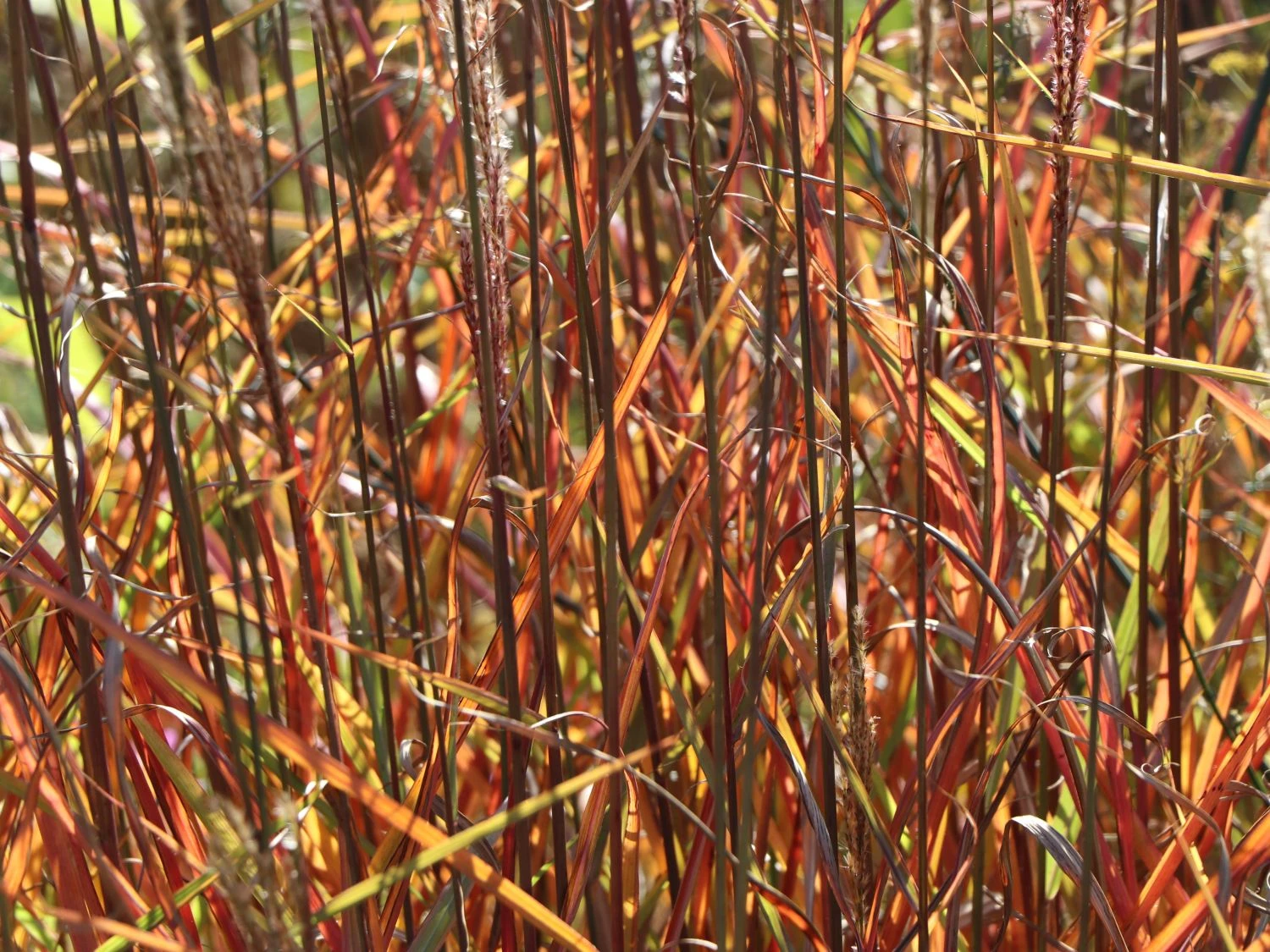 Chinaschilf 'Dronning Ingrid' 4 Chinaschilf 'Dronning Ingrid' – Bild 2