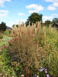 Chinaschilf 'Dronning Ingrid' 16 Chinaschilf 'Dronning Ingrid' -Günstiges Erd Seele Geschäft chinaschilf dronning ingrid m059521 w 2