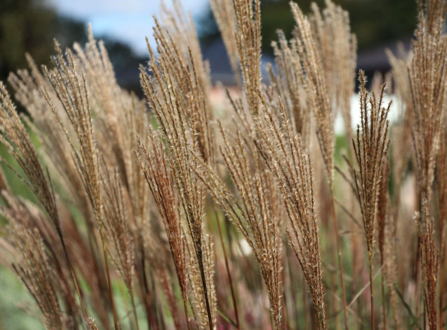 Chinaschilf 'Dronning Ingrid' 8 Chinaschilf 'Dronning Ingrid' – Bild 6