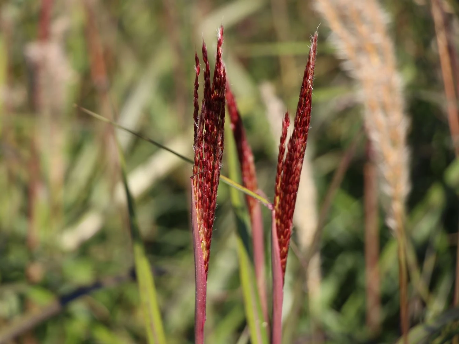 Chinaschilf 'Dronning Ingrid' 9 Chinaschilf 'Dronning Ingrid' – Bild 7