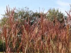 Chinaschilf 'Dronning Ingrid' 21 Chinaschilf 'Dronning Ingrid' -Günstiges Erd Seele Geschäft chinaschilf dronning ingrid m059521 w 5