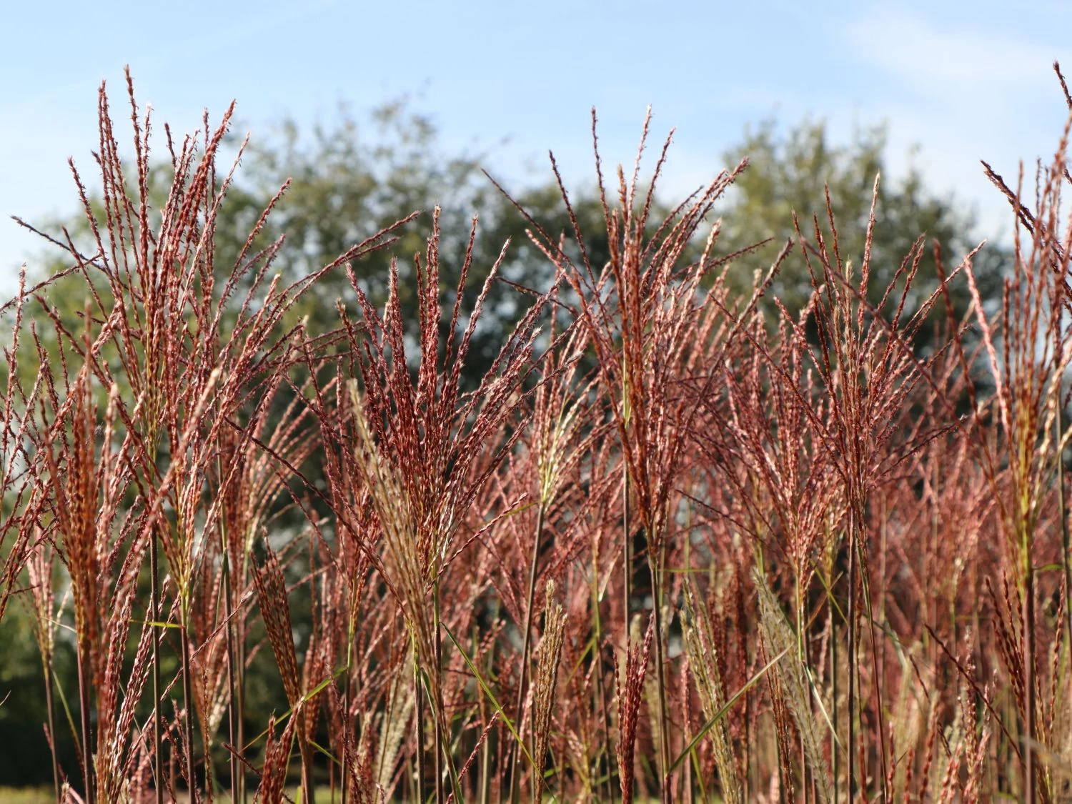 Chinaschilf 'Dronning Ingrid' 12 Chinaschilf 'Dronning Ingrid' – Bild 10