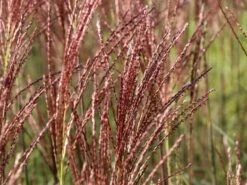 Chinaschilf 'Dronning Ingrid' 20 Chinaschilf 'Dronning Ingrid' -Günstiges Erd Seele Geschäft chinaschilf dronning ingrid m059521 w 6