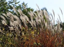 Chinaschilf 'Dronning Ingrid' 19 Chinaschilf 'Dronning Ingrid' -Günstiges Erd Seele Geschäft chinaschilf dronning ingrid m059521 w 7