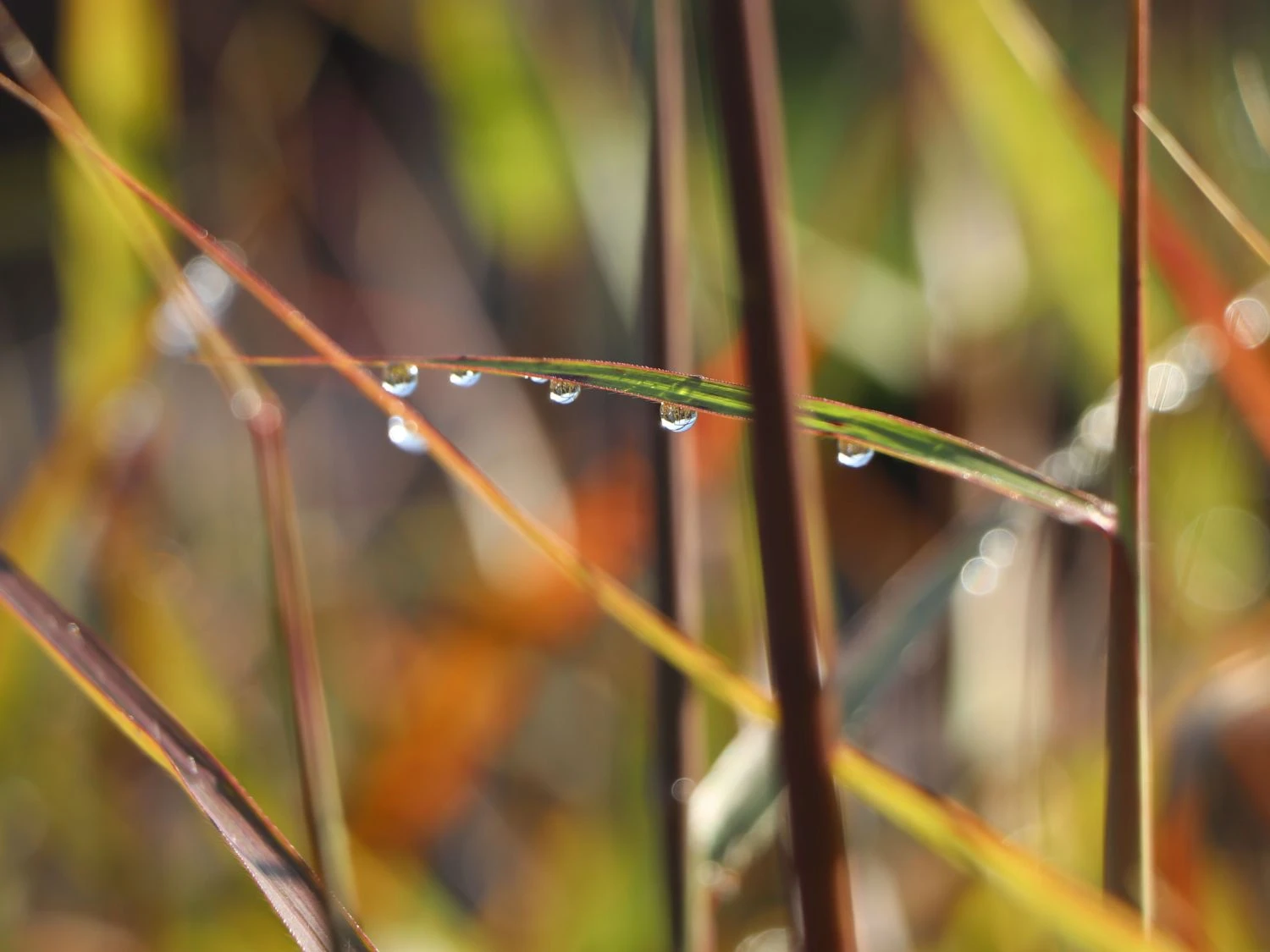 Chinaschilf 'Dronning Ingrid' 6 Chinaschilf 'Dronning Ingrid' – Bild 4