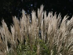 Chinaschilf 'Federweißer' -Günstiges Erd Seele Geschäft chinaschilf federweisser m059523 w 2