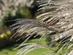 Chinaschilf 'Federweißer' -Günstiges Erd Seele Geschäft chinaschilf federweisser m059523 w 3