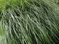 Chinaschilf 'Federweißer' -Günstiges Erd Seele Geschäft chinaschilf federweisser m059523 w 6