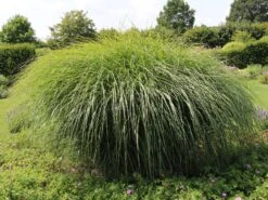 Chinaschilf 'Federweißer' -Günstiges Erd Seele Geschäft chinaschilf federweisser m059523 w 7