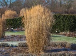 Chinaschilf 'Federweißer' -Günstiges Erd Seele Geschäft chinaschilf federweisser m059523 w 8