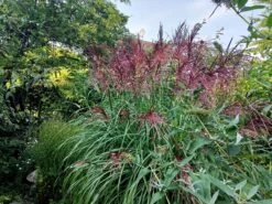 Chinaschilf 'Ferner Osten' 23 Chinaschilf 'Ferner Osten' -Günstiges Erd Seele Geschäft chinaschilf ferner osten m044892 551380 0