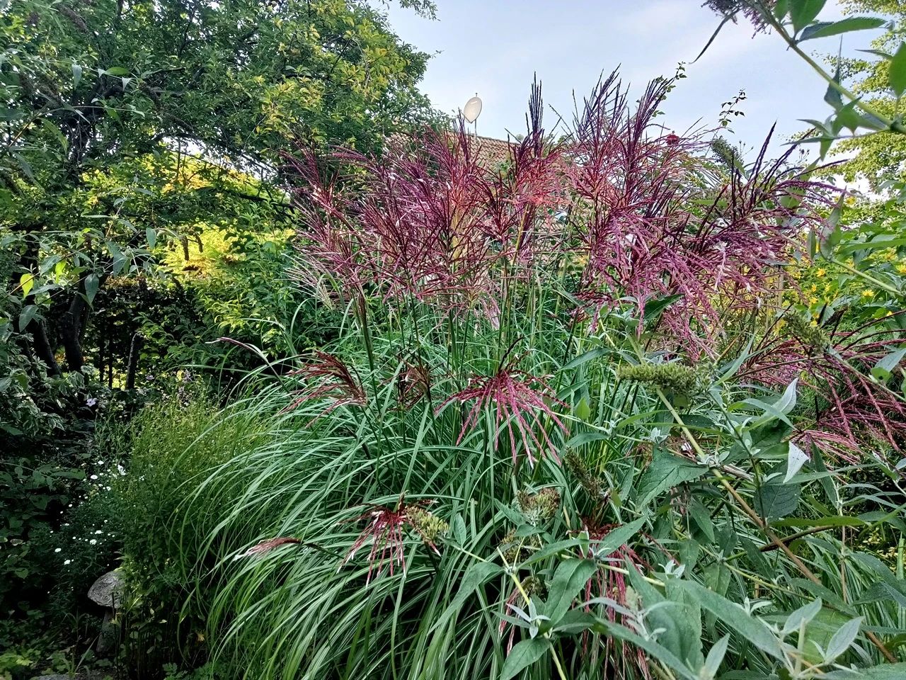 Chinaschilf 'Ferner Osten' 13 Chinaschilf 'Ferner Osten' – Bild 11