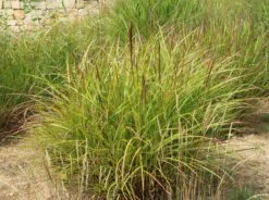 Chinaschilf 'Ferner Osten' 20 Chinaschilf 'Ferner Osten' -Günstiges Erd Seele Geschäft chinaschilf ferner osten m044892 w 0