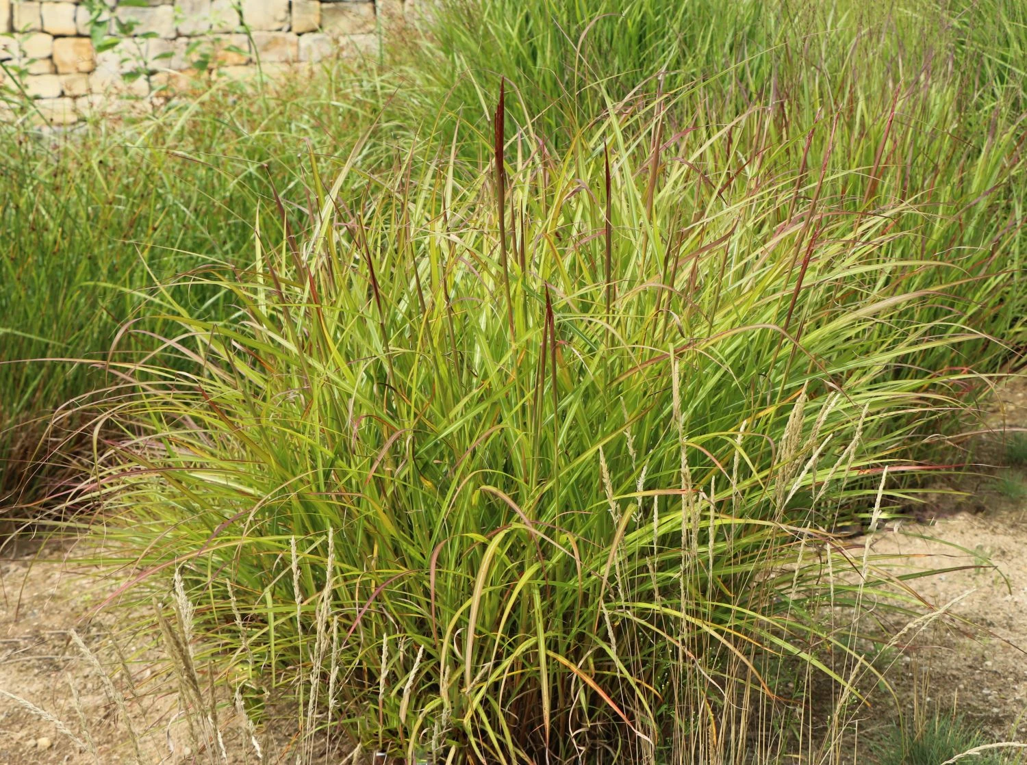 Chinaschilf 'Ferner Osten' 10 Chinaschilf 'Ferner Osten' – Bild 8