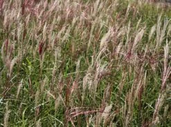 Chinaschilf 'Ferner Osten' 17 Chinaschilf 'Ferner Osten' -Günstiges Erd Seele Geschäft chinaschilf ferner osten m044892 w 1