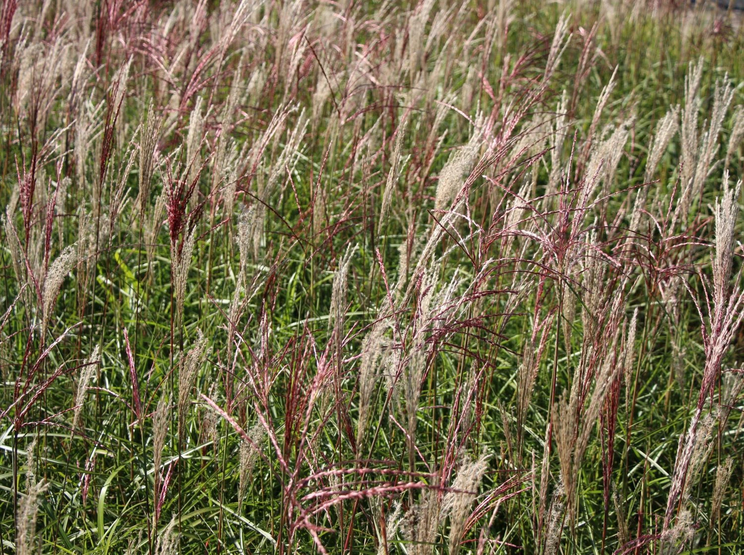 Chinaschilf 'Ferner Osten' 7 Chinaschilf 'Ferner Osten' – Bild 5