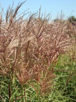 Chinaschilf 'Ferner Osten' 18 Chinaschilf 'Ferner Osten' -Günstiges Erd Seele Geschäft chinaschilf ferner osten m044892 w 2