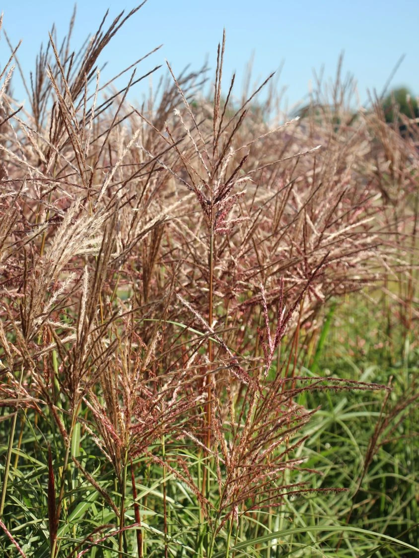 Chinaschilf 'Ferner Osten' 8 Chinaschilf 'Ferner Osten' – Bild 6