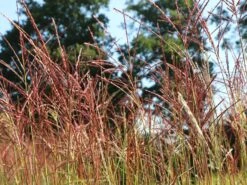 Chinaschilf 'Ferner Osten' 15 Chinaschilf 'Ferner Osten' -Günstiges Erd Seele Geschäft chinaschilf ferner osten m044892 w 3