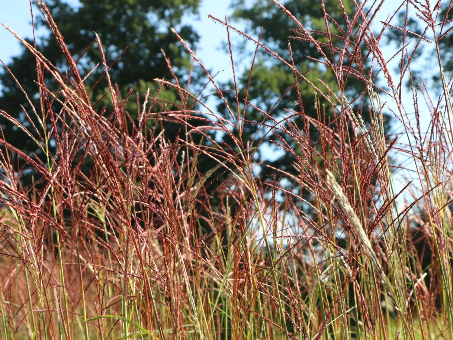 Chinaschilf 'Ferner Osten' 5 Chinaschilf 'Ferner Osten' – Bild 3