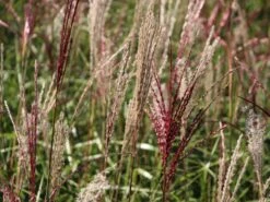 Chinaschilf 'Ferner Osten' 22 Chinaschilf 'Ferner Osten' -Günstiges Erd Seele Geschäft chinaschilf ferner osten m044892 w 4