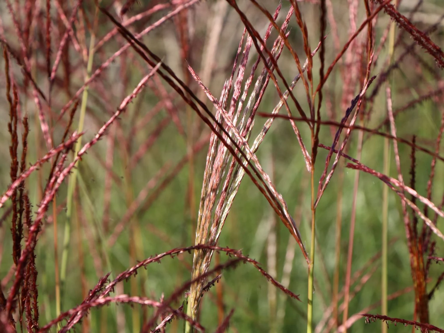 Chinaschilf 'Ferner Osten' 4 Chinaschilf 'Ferner Osten' – Bild 2