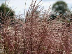 Chinaschilf 'Ferner Osten' 16 Chinaschilf 'Ferner Osten' -Günstiges Erd Seele Geschäft chinaschilf ferner osten m044892 w 6