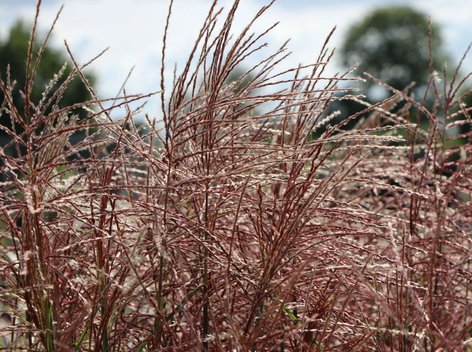 Chinaschilf 'Ferner Osten' 6 Chinaschilf 'Ferner Osten' – Bild 4