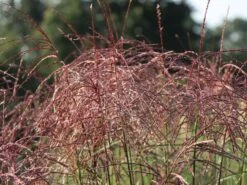 Chinaschilf 'Ferner Osten' 21 Chinaschilf 'Ferner Osten' -Günstiges Erd Seele Geschäft chinaschilf ferner osten m044892 w 7