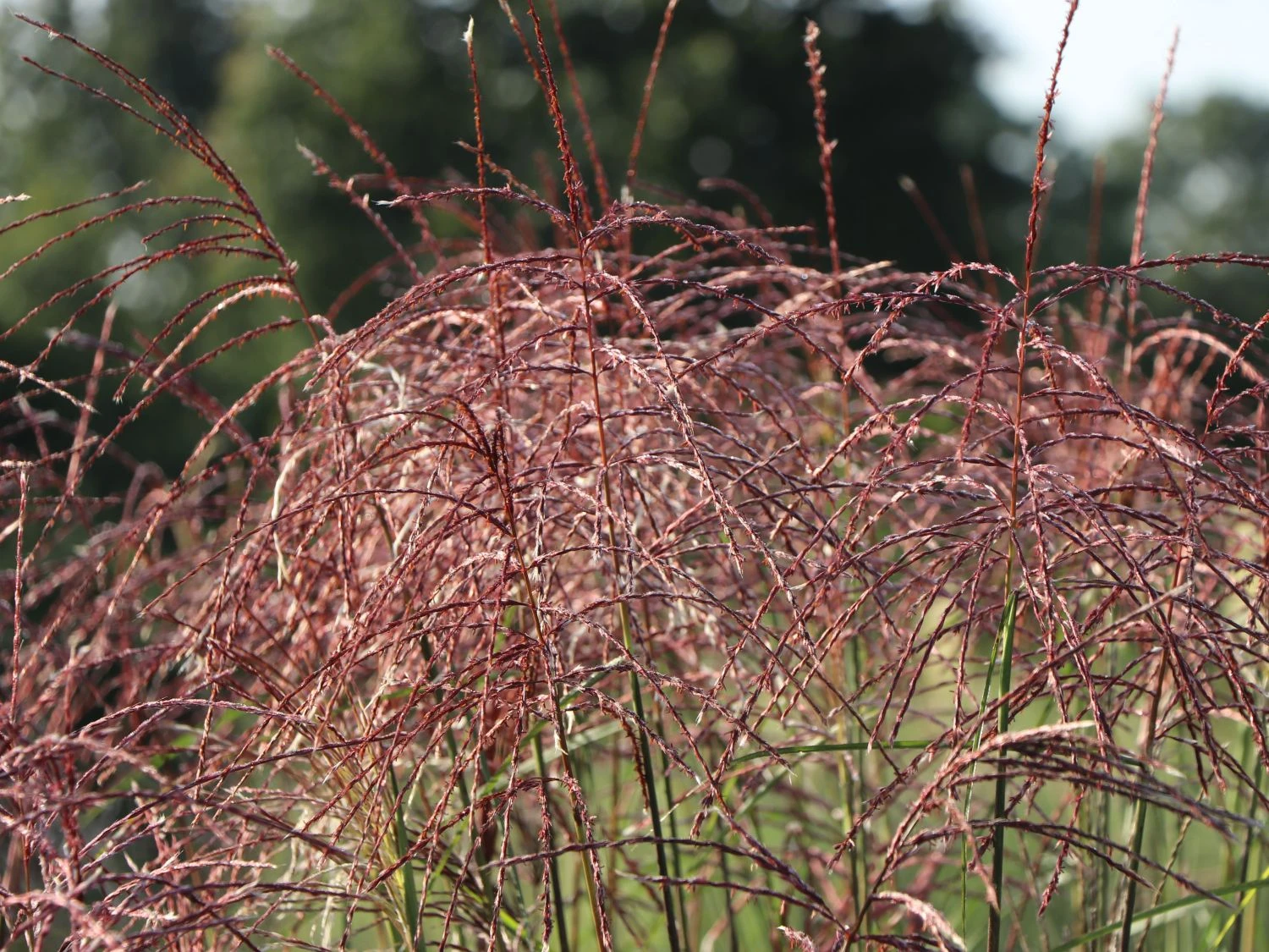 Chinaschilf 'Ferner Osten' 11 Chinaschilf 'Ferner Osten' – Bild 9