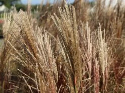 Chinaschilf 'Ferner Osten' 19 Chinaschilf 'Ferner Osten' -Günstiges Erd Seele Geschäft chinaschilf ferner osten m044892 w 8