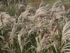 Chinaschilf 'Flamingo' -Günstiges Erd Seele Geschäft chinaschilf flamingo m044893 w 1