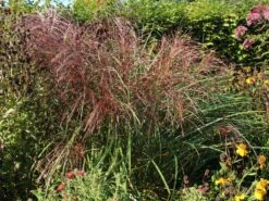 Chinaschilf 'Flamingo' -Günstiges Erd Seele Geschäft chinaschilf flamingo m044893 w 2