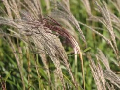 Chinaschilf 'Flamingo' -Günstiges Erd Seele Geschäft chinaschilf flamingo m044893 w 3