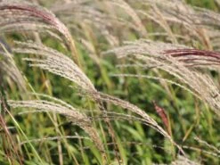 Chinaschilf 'Flamingo' -Günstiges Erd Seele Geschäft chinaschilf flamingo m044893 w 4